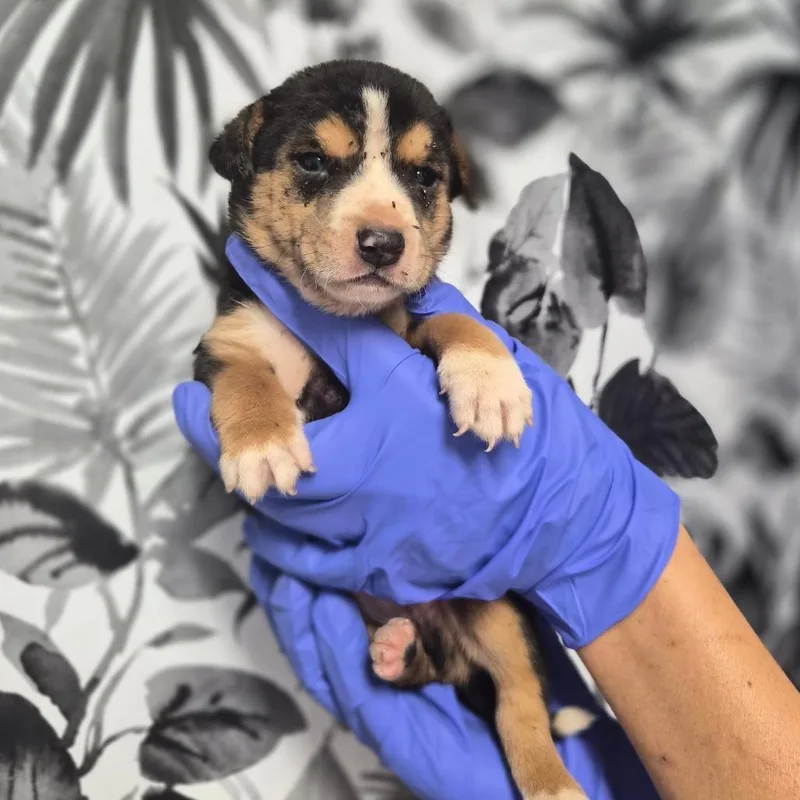A baby small-sized male Shepherd dog named Drac for adoption in Wahiawa, HI