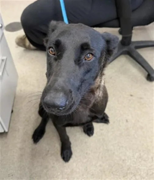 A young large-sized female Belgian Shepherd / Malinois dog named Dahlia for adoption in San Bernardino, CA