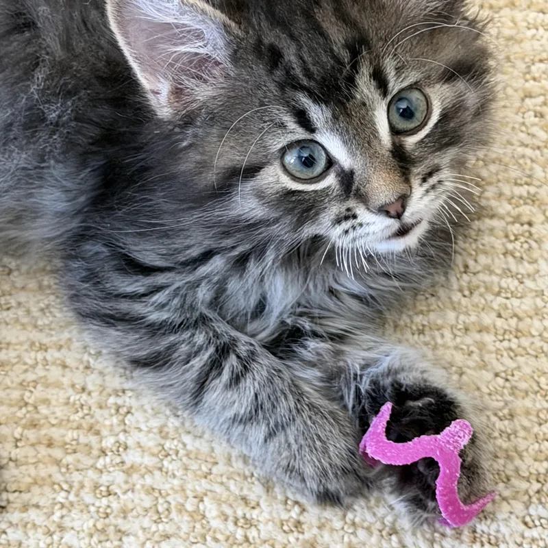 Carnelian thumbnail 2