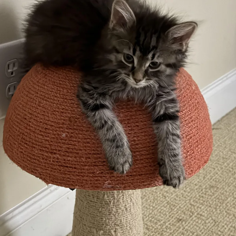 Carnelian thumbnail 3