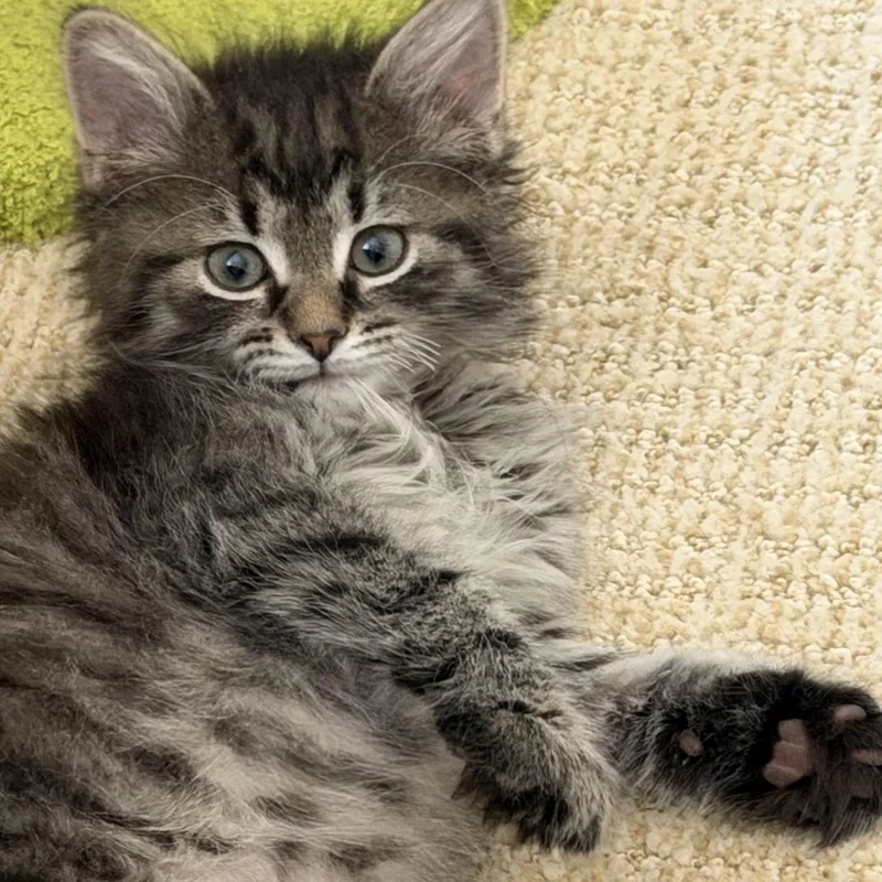 Carnelian thumbnail 4