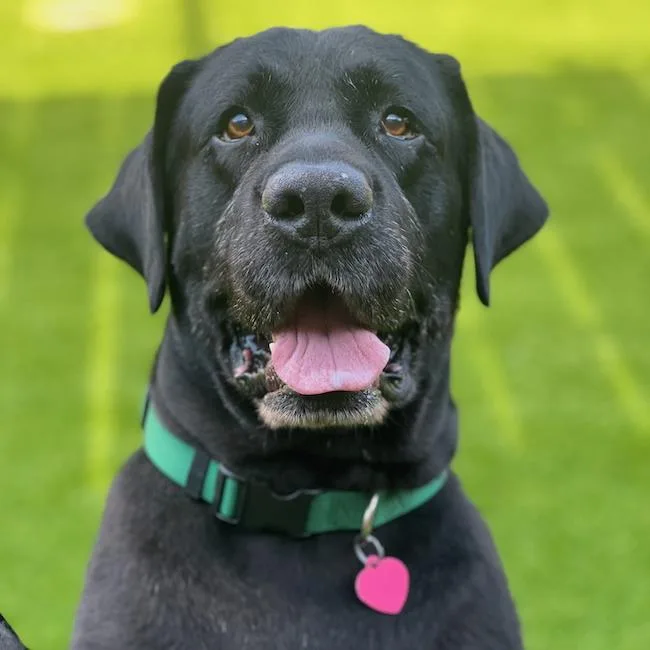 A senior extra large-sized male Labrador Retriever dog named Trek for adoption in San Diego, CA