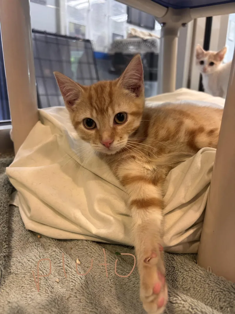 A baby medium-sized female Tabby (Orange / Red) Domestic Short Hair cat named Pluto for adoption in Charleston, SC