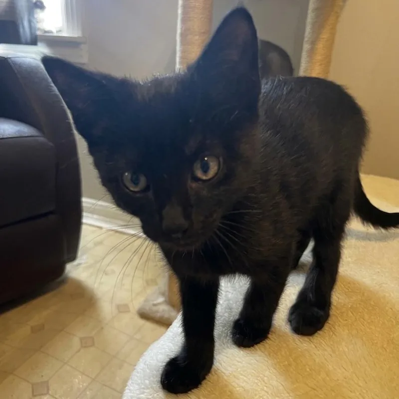 A baby medium-sized male Black Domestic Short Hair cat named Loki for adoption in Houston, TX