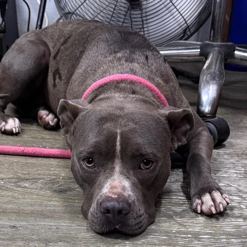 An adult medium-sized female Gray / Blue / Silver Mixed Breed dog named Matilda for adoption in Summerville, SC