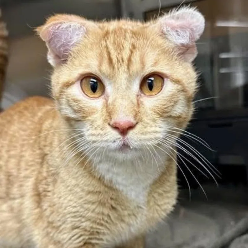 A young small-sized male Orange / Red Domestic Short Hair cat named Xeno for adoption in Granby, MO