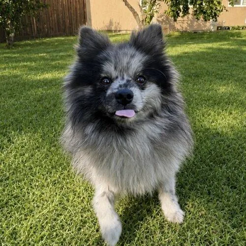 A young small-sized male Gray / Blue / Silver Pomeranian dog named Kenny for adoption in Coachella, CA