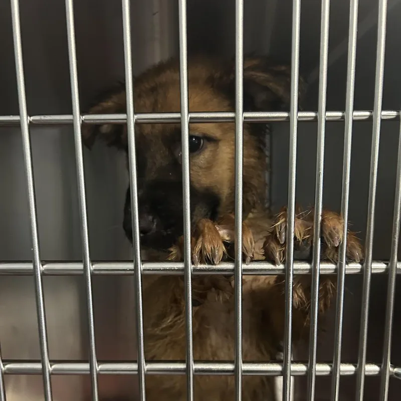 A baby small-sized male Brown / Chocolate German Shepherd Dog dog named Ross for adoption in Greensboro, NC