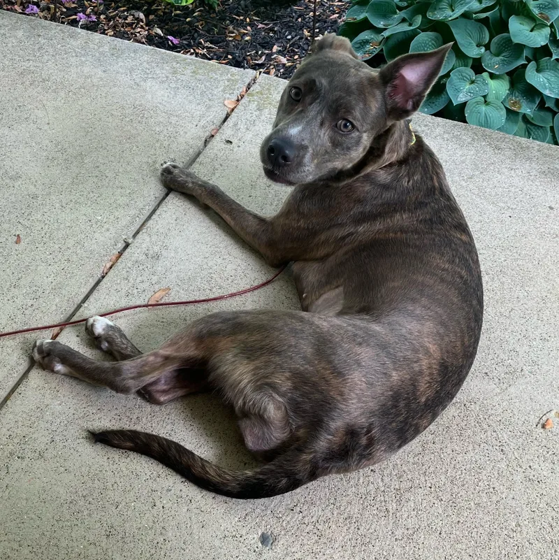 An adult medium-sized female Brindle Dutch Shepherd dog named Ruie for adoption in Cleveland, OH