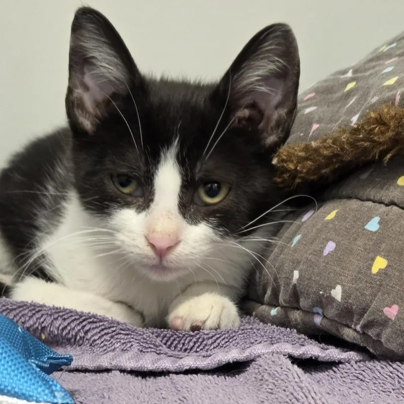 A baby small-sized male Black Domestic Short Hair cat named Oakley for adoption in Voorhees, NJ