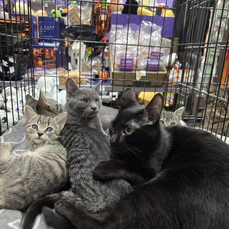 A baby medium-sized female Gray / Blue / Silver Russian Blue cat named Gabbie for adoption in Sewaren, NJ