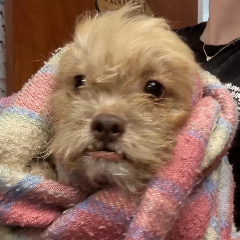 A senior small-sized male Yellow / Tan / Blond / Fawn Mixed Breed dog named Monkey for adoption in Yuma, AZ