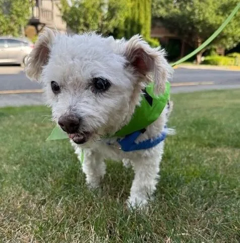 An adult small-sized male White / Cream Maltese dog named Peanut for adoption in renton, WA
