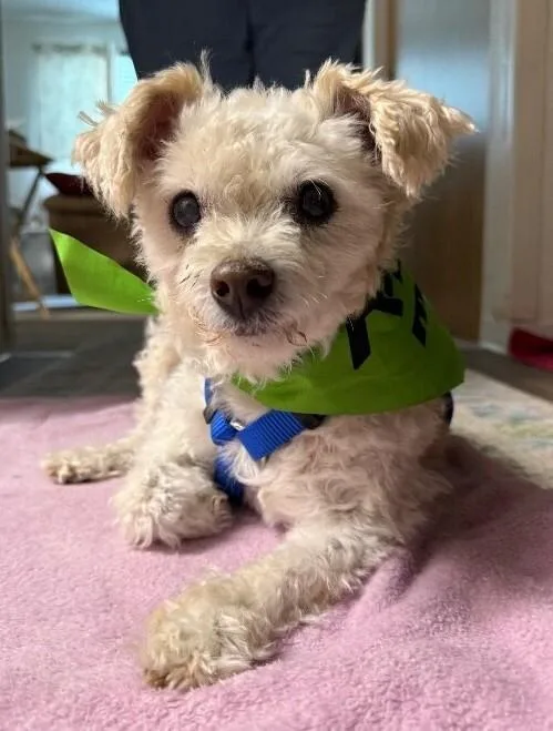 Peanut thumbnail 2