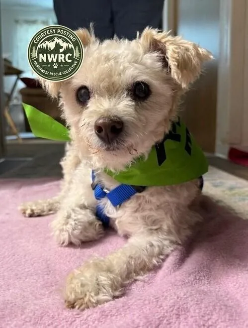 Peanut thumbnail 3