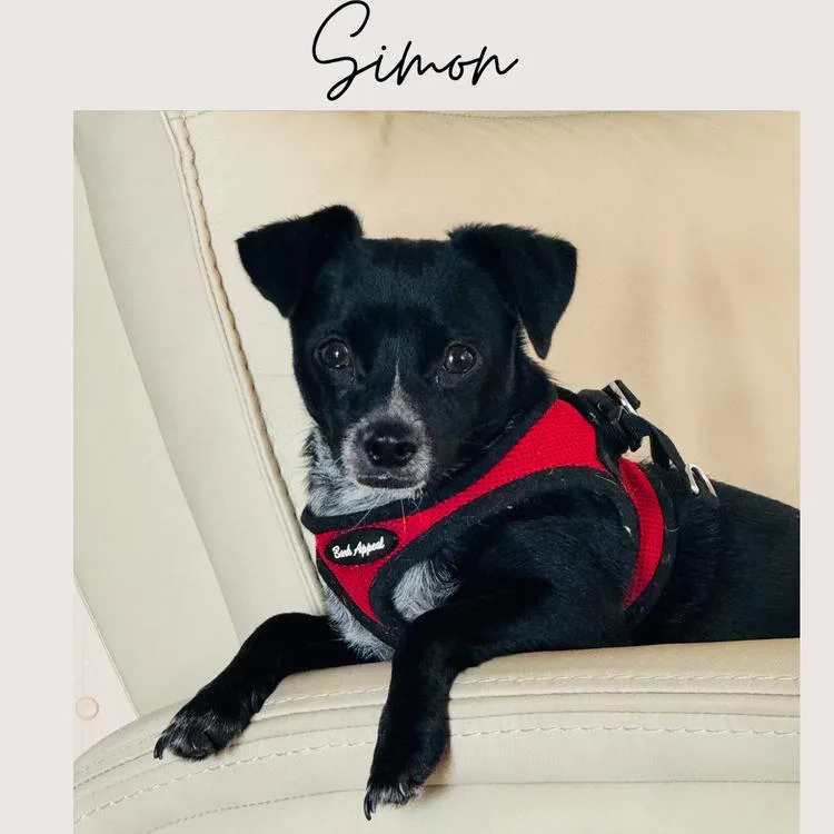 A young small-sized male Black Chihuahua dog named Simon for adoption in San Juan Capistrano, CA