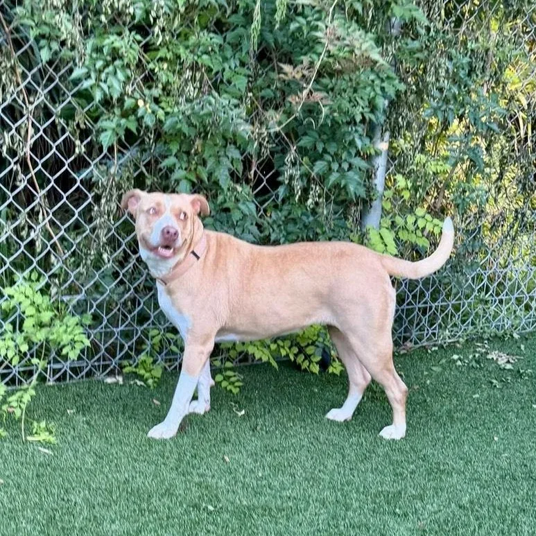 An adult medium-sized female Yellow / Tan / Blond / Fawn Labrador Retriever dog named Honey for adoption in Houston, TX