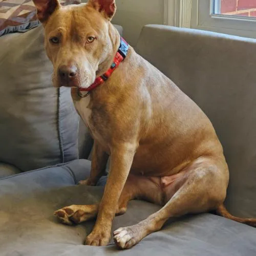 A young medium-sized female Yellow / Tan / Blond / Fawn Boxer dog named Vela for adoption in Washington DC, DC