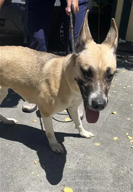 An adult medium-sized female German Shepherd Dog dog named Brandine for adoption in Sacramento, CA