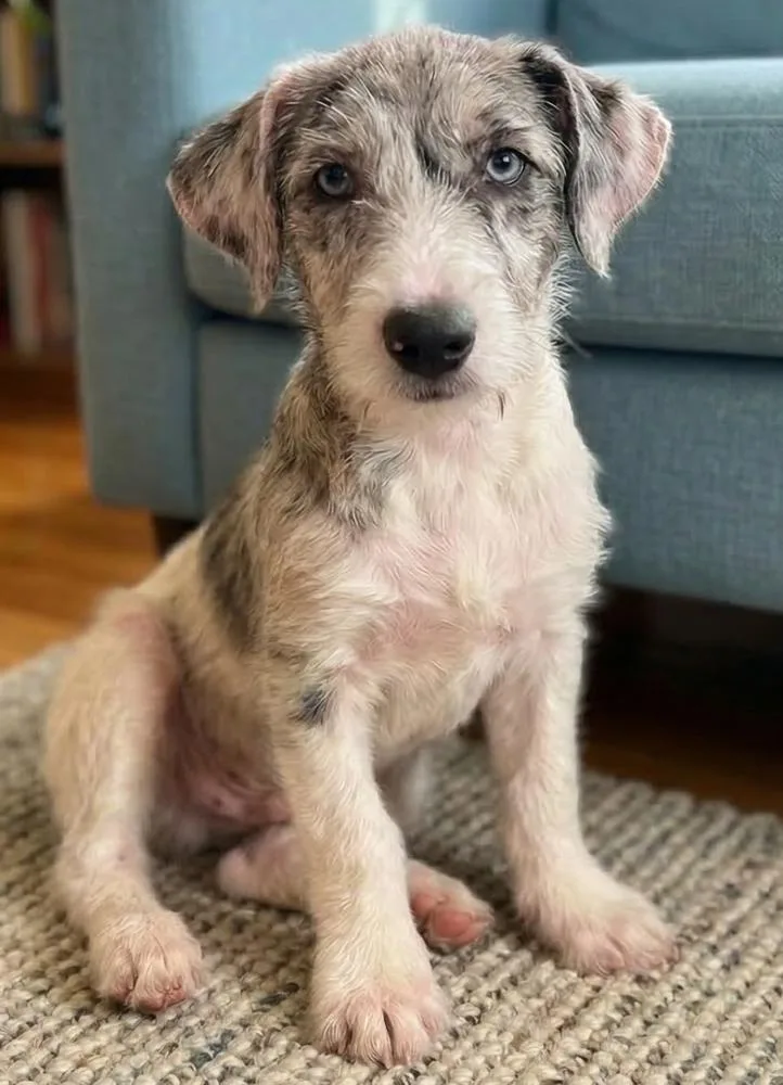 Pauley  Shortie Jack