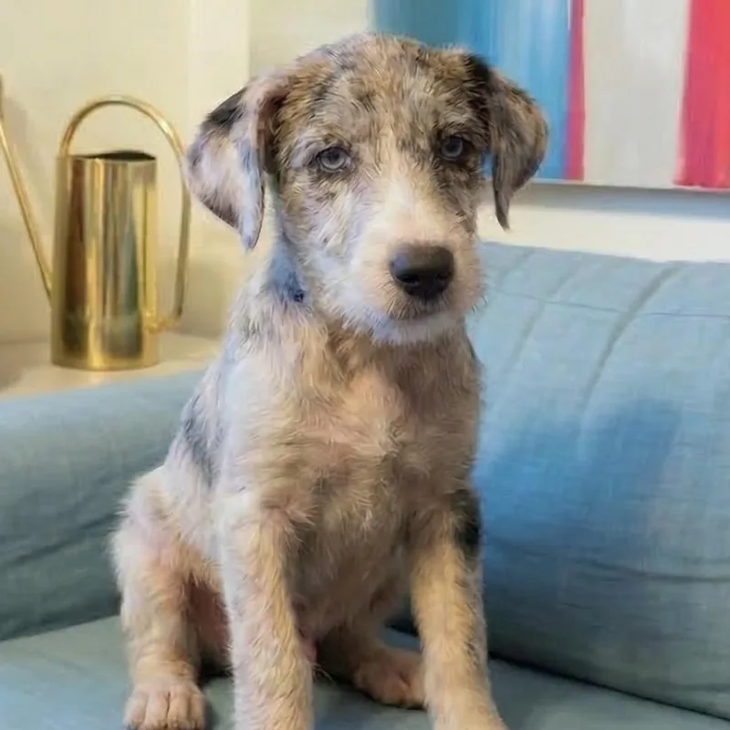 Pauley  Shortie Jack thumbnail 3