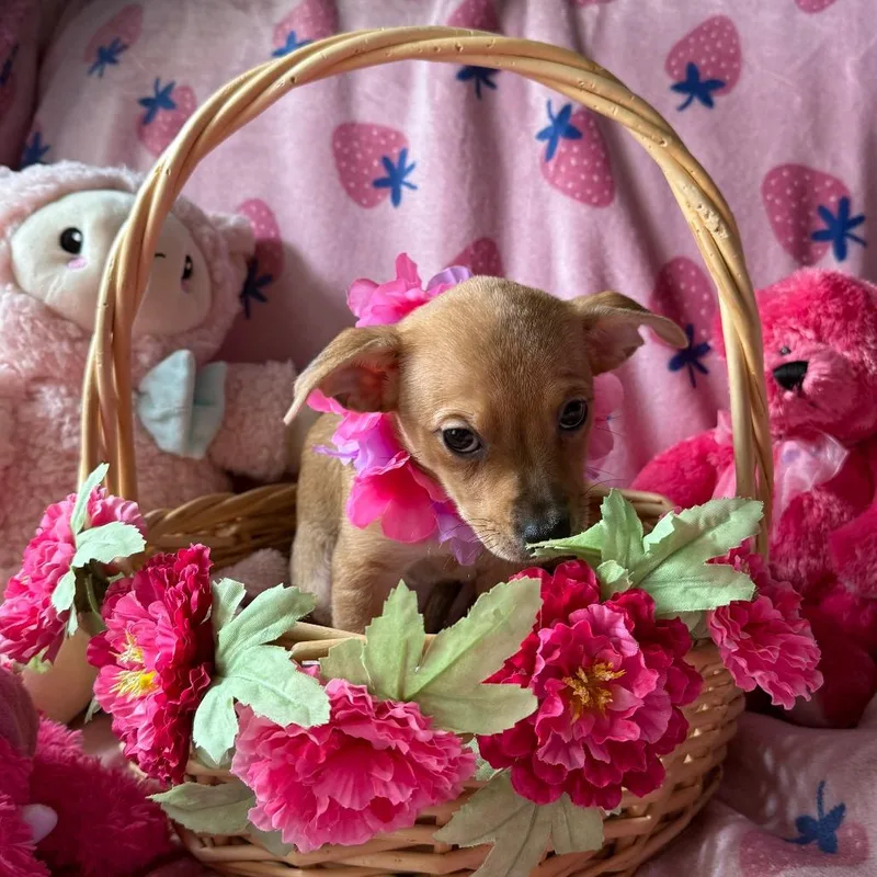 A baby small-sized female Yellow / Tan / Blond / Fawn Chihuahua dog named Ladybug for adoption in Normal, IL