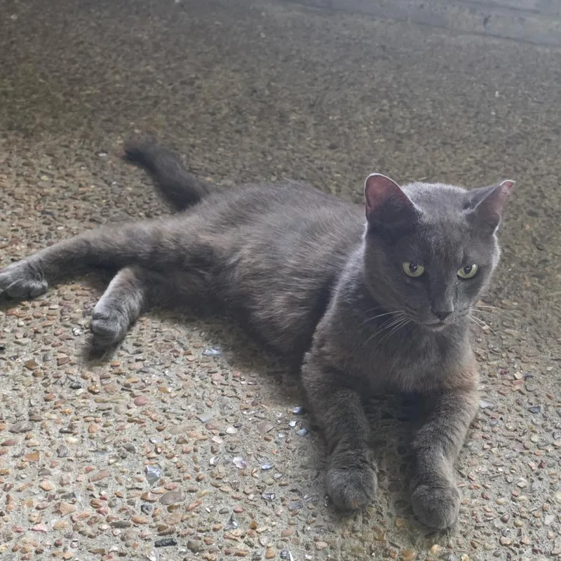 An adult medium-sized male Gray / Blue / Silver Domestic Short Hair cat named Arthur for adoption in Baytown, TX