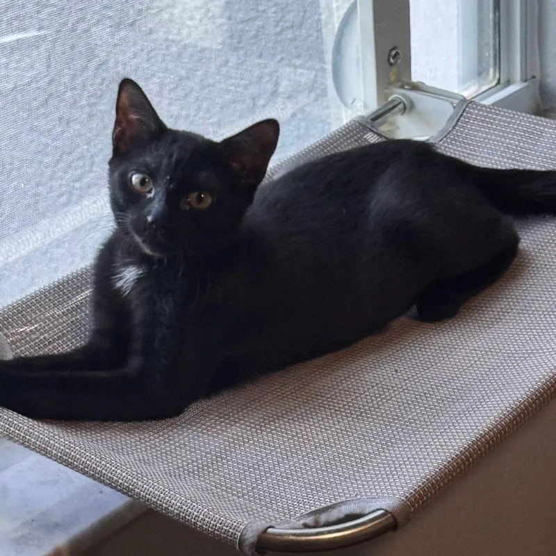 Black Licorice