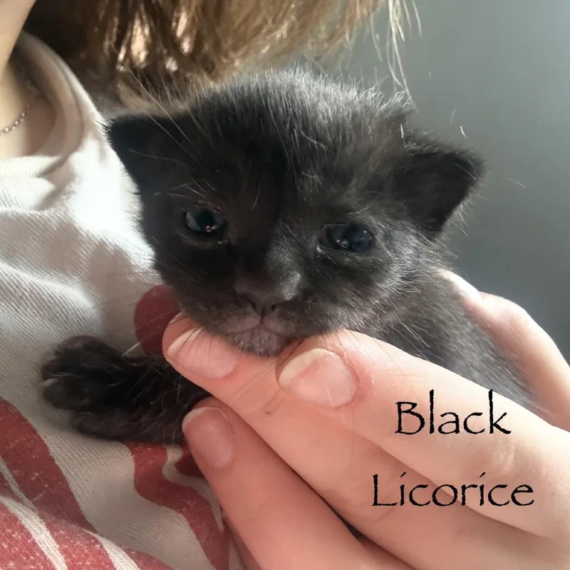 Black Licorice thumbnail 2