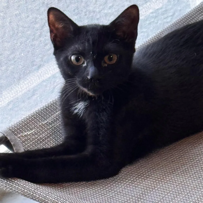 Black Licorice thumbnail 3