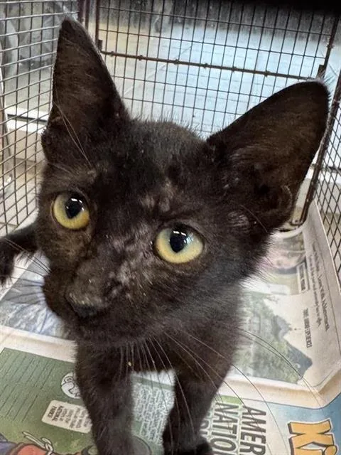 A baby small-sized male Domestic Short Hair cat named Wemby for adoption in San Antonio, TX