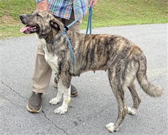 An adult medium-sized female Anatolian Shepherd dog named Meredith for adoption in Clyde, NC