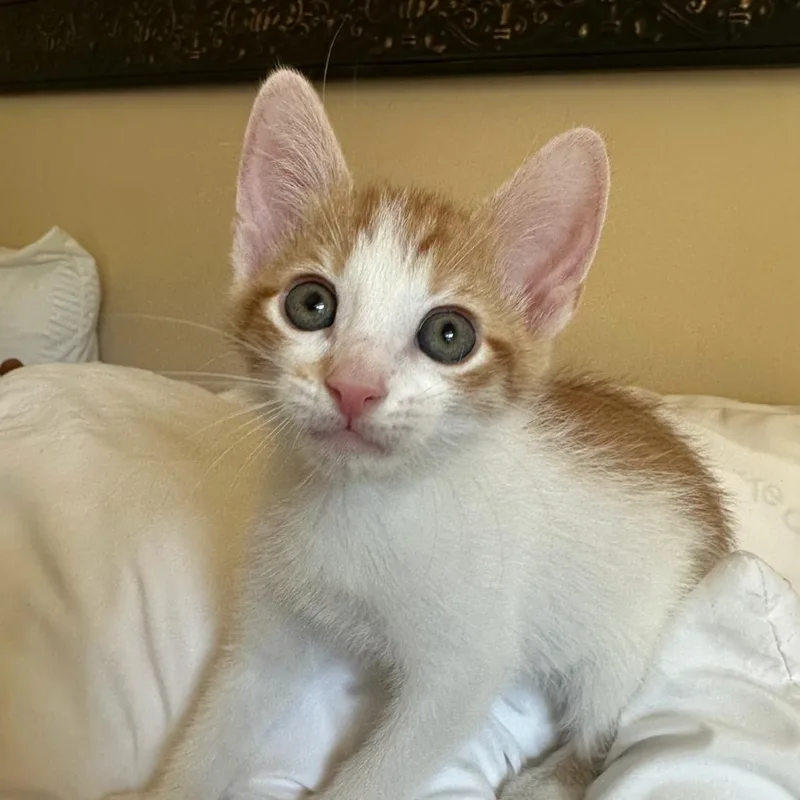 A baby small-sized male White Domestic Short Hair cat named Wallen for adoption in Peachtree City, GA