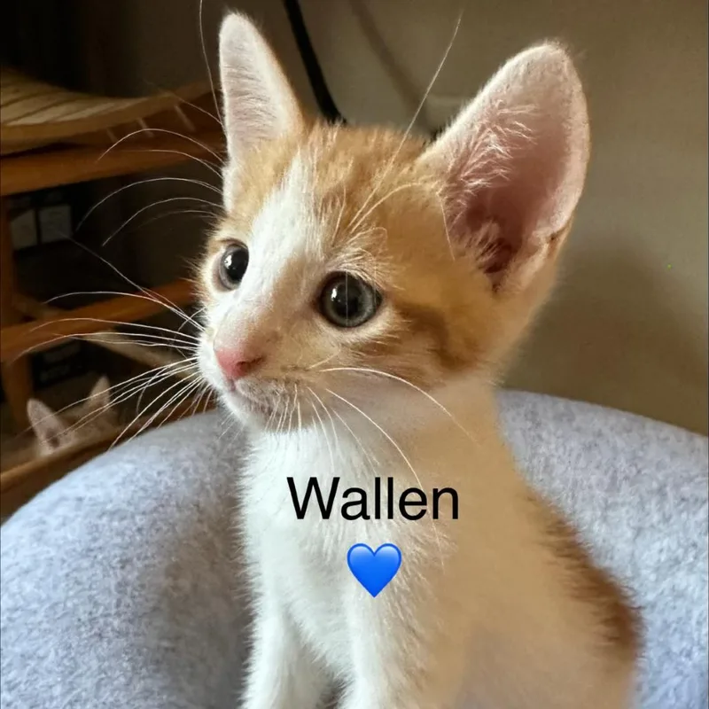 Wallen thumbnail 2