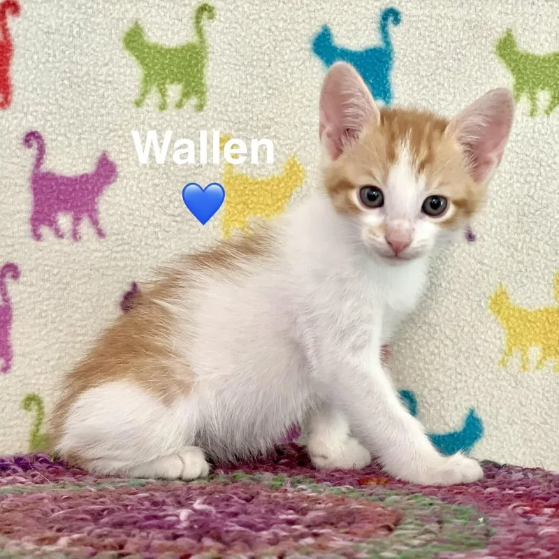Wallen thumbnail 4