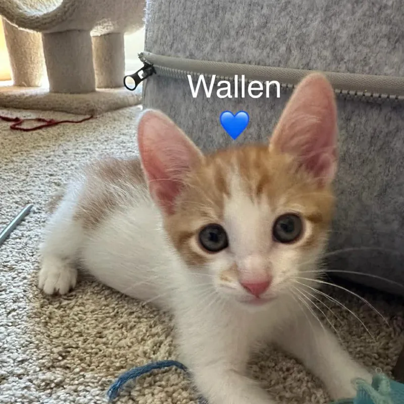 Wallen thumbnail 5
