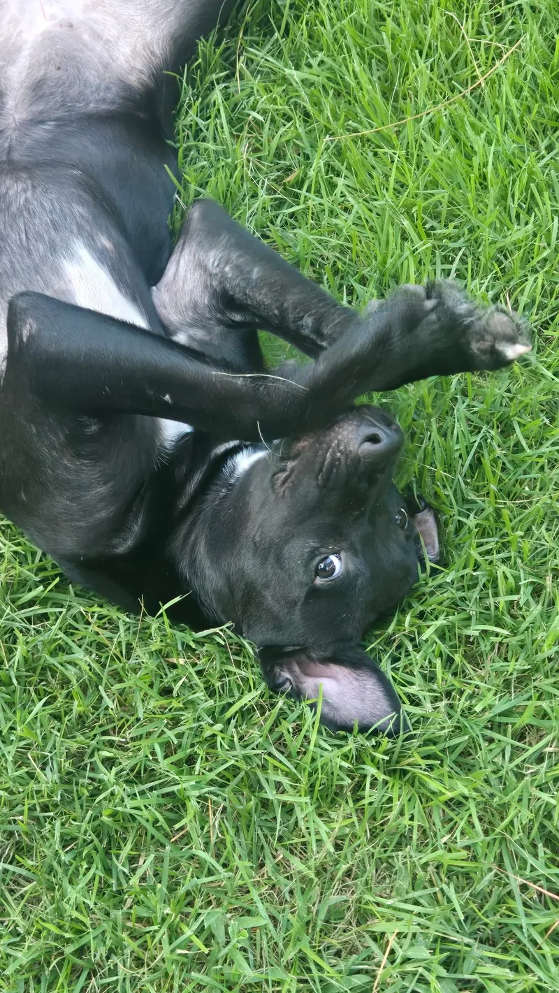 A baby medium-sized female Black Labrador Retriever dog named Ember for adoption in Greeneville , TN