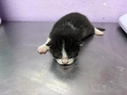 A baby small-sized male Domestic Short Hair cat named 61776653 for adoption in El Paso, TX