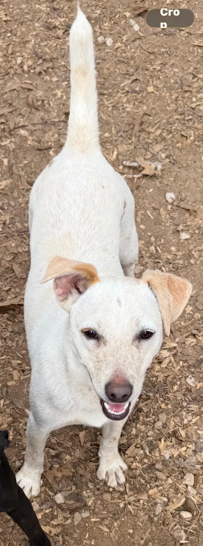 A young medium-sized female Terrier dog named Allie Bean for adoption in Paris, TX