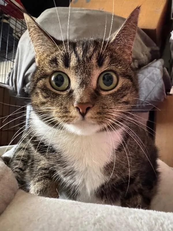 An adult medium-sized female Tabby (Brown / Chocolate) Tabby cat named Pogo for adoption in Colmar, PA