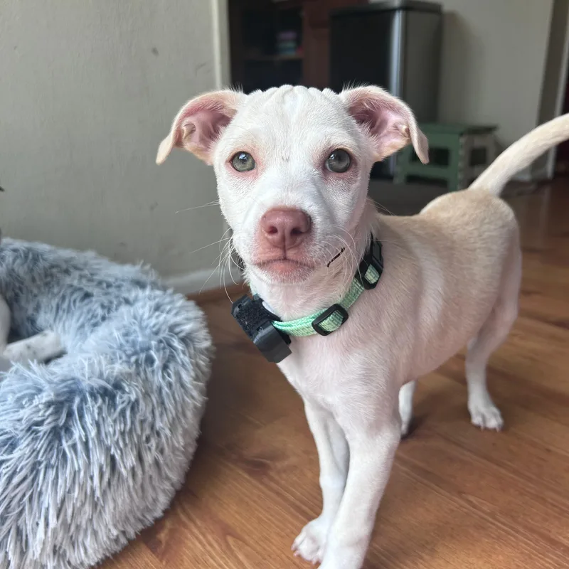 A baby medium-sized male White / Cream Mixed Breed dog named Mo for adoption in Baldwin, MD