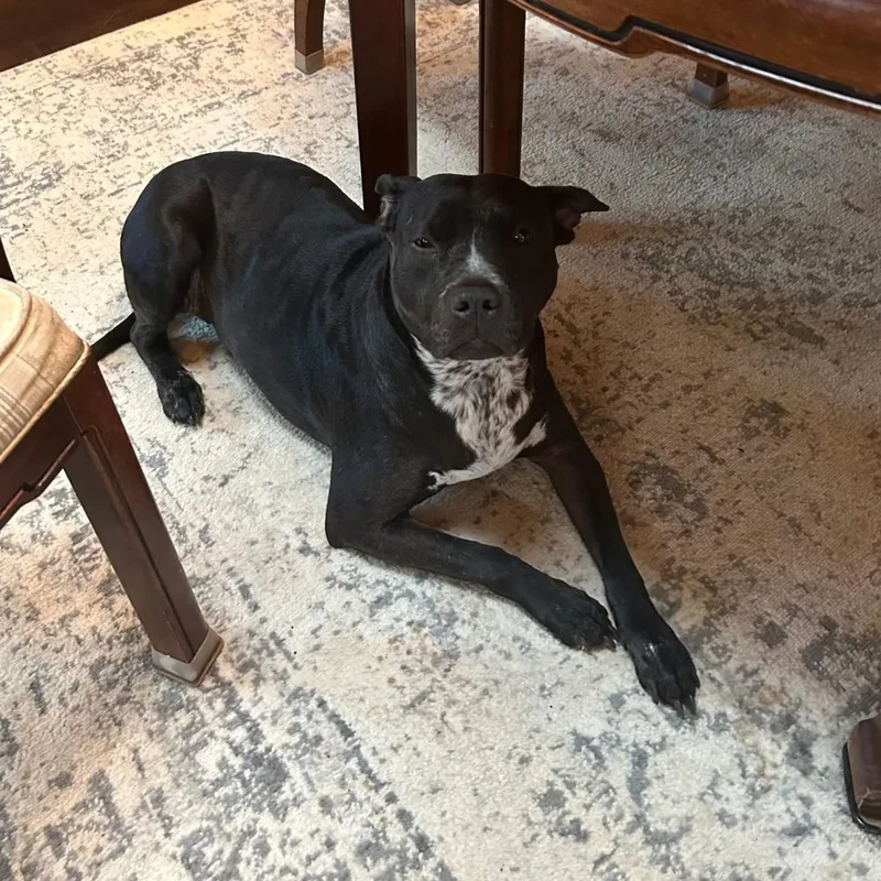 An adult medium-sized male Black Pit Bull Terrier dog named Nani for adoption in Springfield, MO