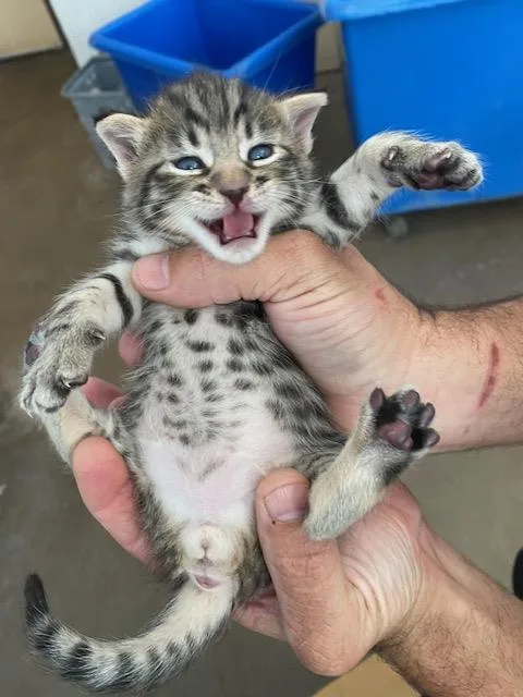 A baby medium-sized female Domestic Short Hair cat named Nala for adoption in Dallas, TX