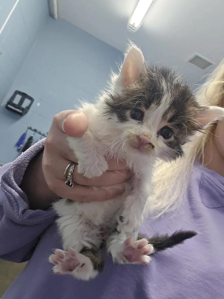 A baby small-sized male Black & White / Tuxedo Domestic Medium Hair cat named Saltasaurus for adoption in Evansville, IN
