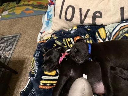 A baby small-sized male Mixed Breed dog named Shadows for adoption in Atlanta, GA