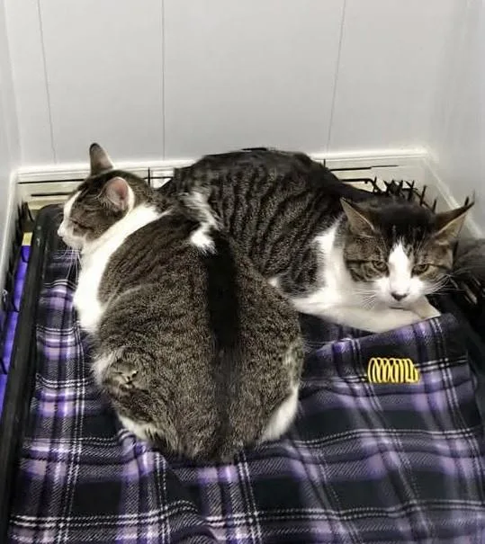 Galahad & Percy thumbnail 2