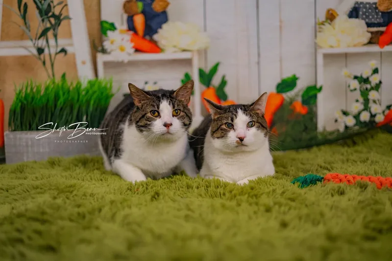 Galahad & Percy thumbnail 3