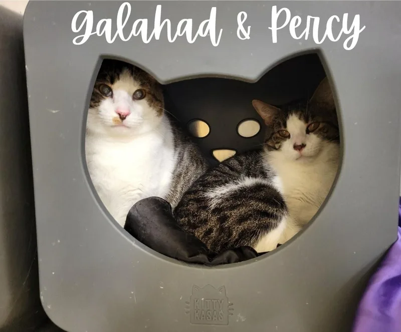 Galahad & Percy thumbnail 4