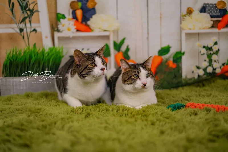 Galahad & Percy thumbnail 5