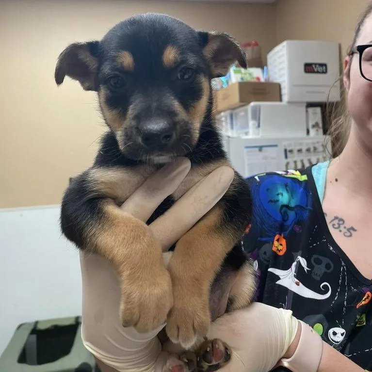 Julia Child thumbnail 2